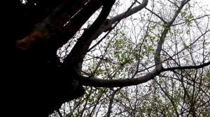 Необычный лес. Странные места в лесу россии. unusual forest