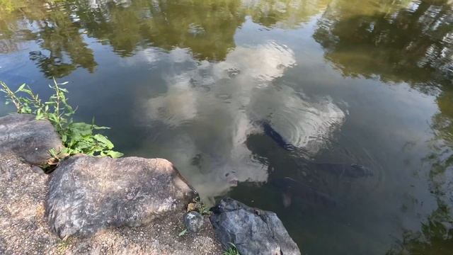 Япония Влог 3 - Kyoto смотреть онлайн