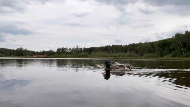 Белый лебедь / Нападение лебедя на человека #vlog #жизньвбельгии #белыйлебедь