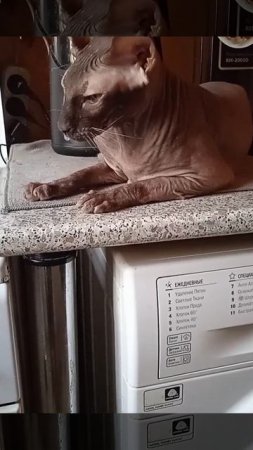 Кот Аватар