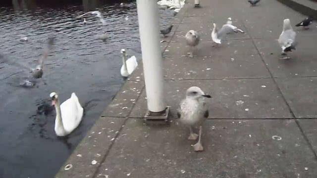 Немного о Гамбурге! смотреть онлайн