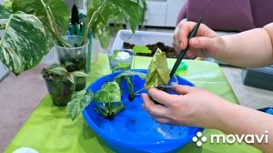 КОМНАТНЫЕ РАСТЕНИЯ(ЦВЕТЫ).ЦВЕТОЧНЫЕ ДЕЛА.ДЕТКИ ОТ ПНЕЙ.