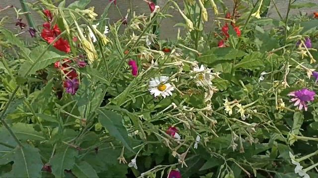 💥🌿ВЫРАЩИВАЮ ПОМИДОРЫ🍅! ТОМАТЫ 🍅 В ТЕПЛИЦЕ И ОТКРЫТОМ ГРУНТЕ🌱.ТЯНЕТ К ЗЕМЛЕ😂💥