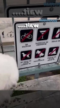 Правила существуют, чтобы их нарушать😂🚽 ( видео про собак )
