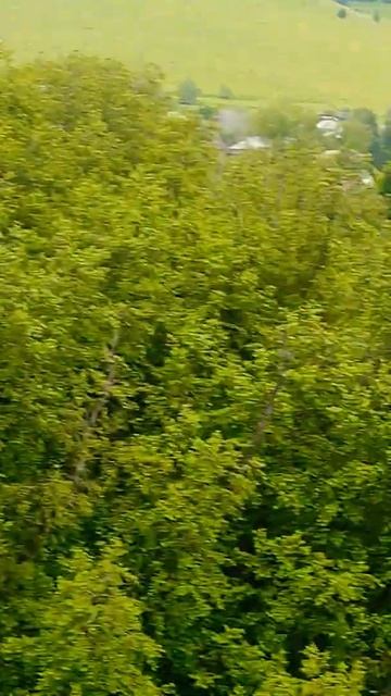 Г Сим, цапля. смотреть онлайн