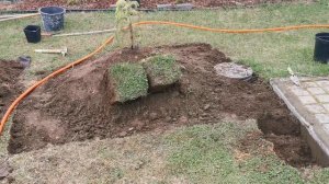 Новые ели, новая клумба, без изменений нет садового сезона. 20-22.04.2025. Ленобласть