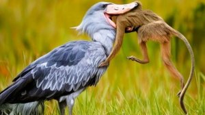 Эта птица ГЛОТАЕТ всех подряд! КИТОГЛАВ - властелин болот.