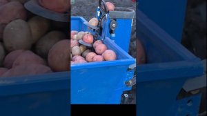 Мотоблок МТЗ и картофелесажалка КС-01-02 (Россел, Беларусь).