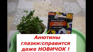 Анютины глазки: выращивание рассады #цветы #полезные советы #рассада #анютины глазки