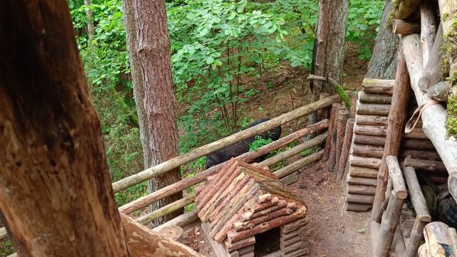 Пришёл на хутор а там? | Жизнь в лесу с диким кабаном | бушкрафт | bushcraft.