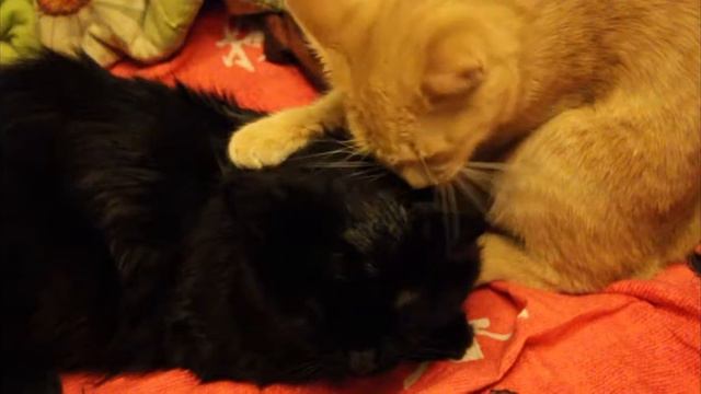 Зализал смотреть онлайн