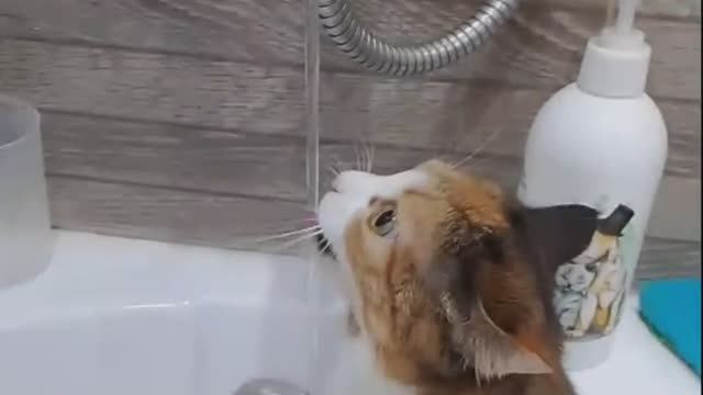 У меня живет культурный кот - Нежное ЭТО смотреть онлайн