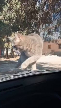 Котика подвезёшь?😸