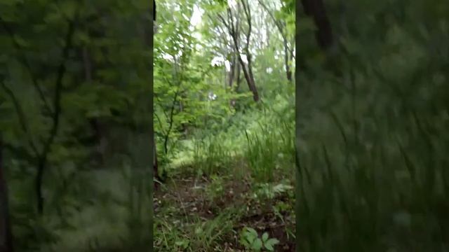 Мы с подругой в жутком лесу(2) смотреть онлайн