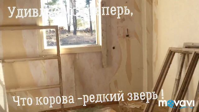 Удивляемся теперь, что корова редкий зверь. смотреть онлайн