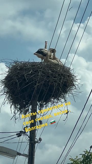 Прилёт аистов. смотреть онлайн