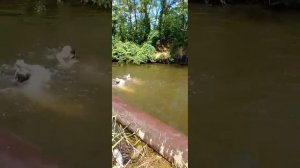Купаемся на речке🌊🌿