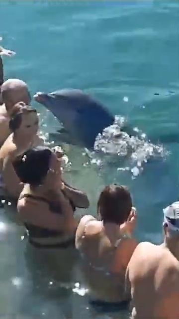 Дружелюбный дельфин целует людей♥️ 🐬 смотреть онлайн