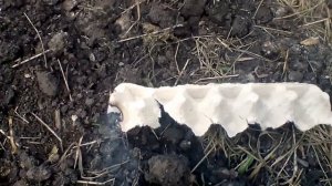 Яичный лоток как средство от комаров на природе