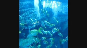 DUBAI AQUARIUM DIVE