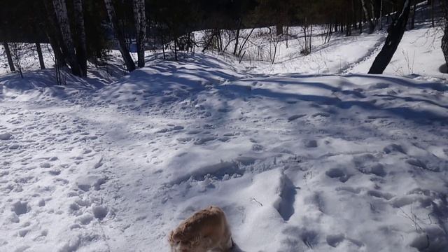 КОКЕР СПАНИЕЛЬ НЮХАЕТ СЛЕДЫ 👣 #dog #viralvideo #youtube #subscribe #vlog смотреть онлайн