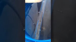 Африканский сом в домашних условиях 2