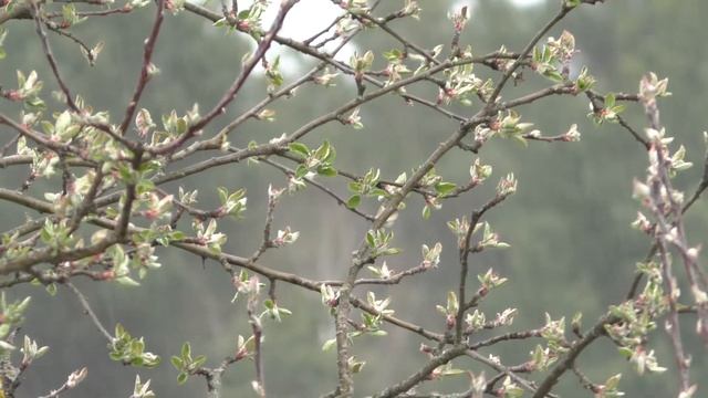 Красивая весенняя природа смотреть онлайн