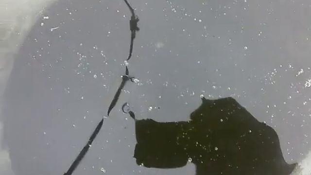 Астраханский окунь..