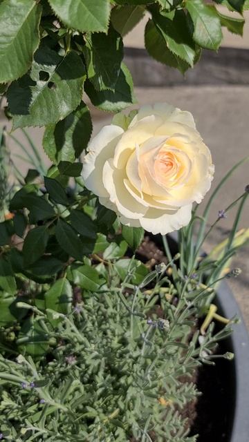 Летние розы прекрасны. Роза сорта Пастелла с лавандой.