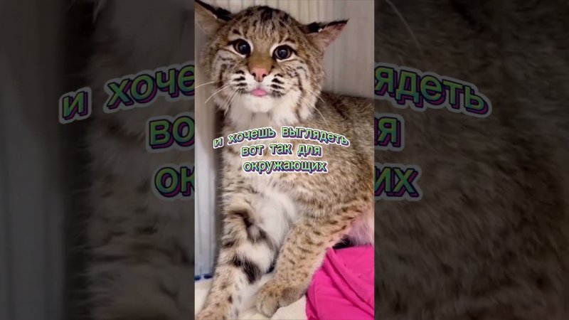 Когда внутри ты хищник  #cat #cute #веселыекоты #коттоша #catlover #кот #cutecat