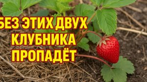 Без этих двух дел Клубника пропадёт