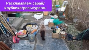 Расхламляем сарай /клубника розы / ураган