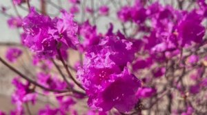 Рододендрон. Приморье.  Во дворе дома 😎