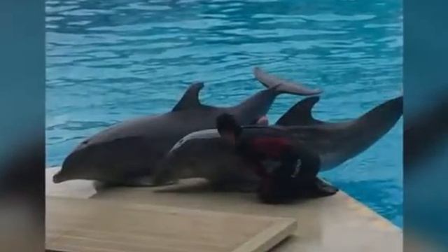 Сан-Марино&РиминиДельфинарий2017декабрь смотреть онлайн