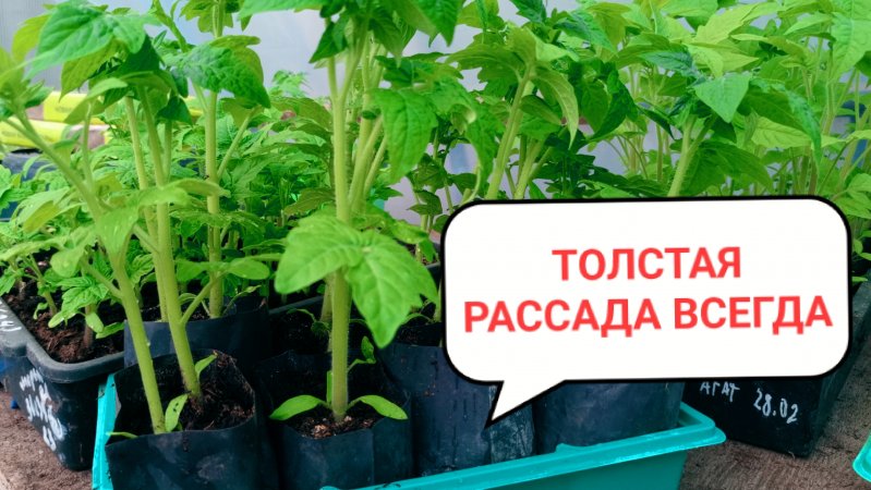 Толстая рассада всегда. Это комплекс мер