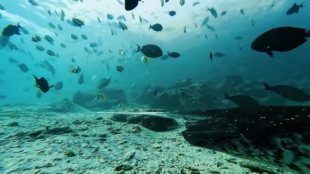 Дайвинг на Мальдивах с Art Expedition смотреть онлайн