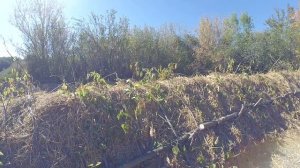 Холмистая грядка Хольцера.