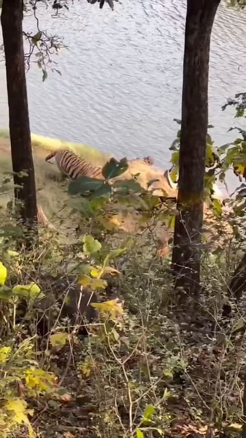 📹 Тигр схватил маленького кабанчика. смотреть онлайн