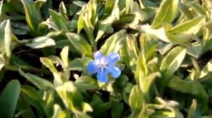 Воробейник  (Lithospermum)