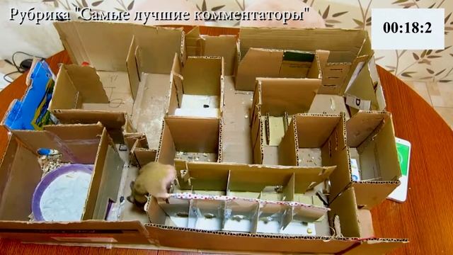 ЛАБИРИНТ ДЛЯ ХОМЯКА ПОЛОСА ПРЕПЯТСТВИЙ   ИГРОВАЯ КОМНАТА ДЛЯ ХОМЯЧКОВ ¦ hamster