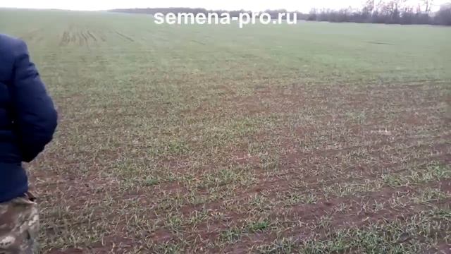 Поля с репродукцией канадских сортов