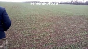 Поля с репродукцией канадских сортов