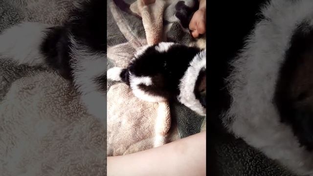 ВЛОГ. Мой первый раз в палатке / Tania Blog / смотреть онлайн