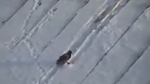 ворона катается с крыши