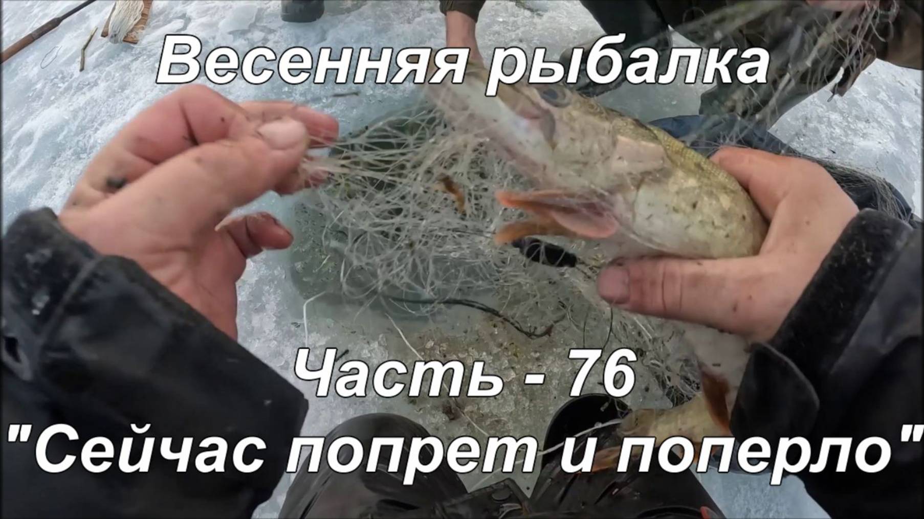 Весенняя рыбалка. Часть - 76. "Сейчас попрет и поперло".