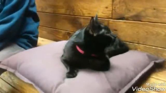 Песня между нами любовь кото кафе смотреть онлайн