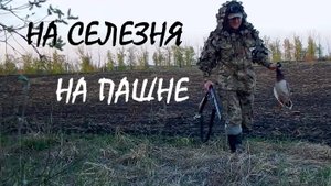 Охота на селезня в поле