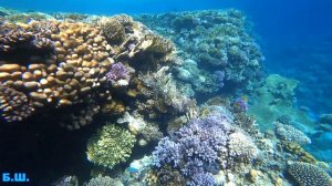 Sunrise Remal Resort-РИФ /правая сторона/SHARM-EL-SHEIKH.