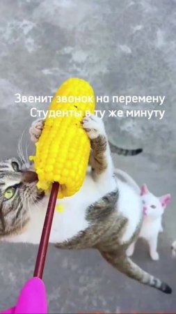 Студенты на перемене