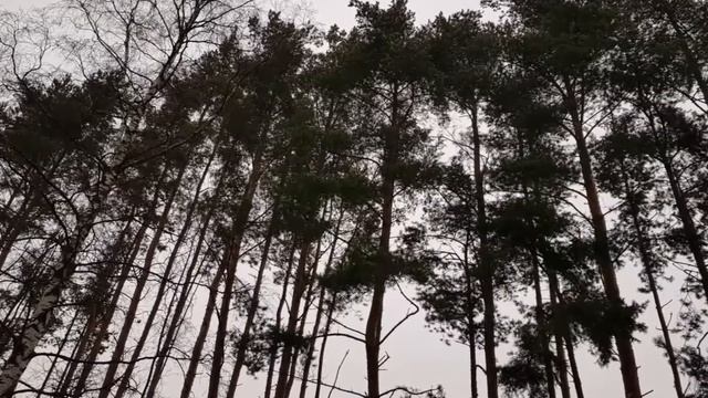 III Осенний МарафонЪ Удельный парк 2019, зарисовка места старта 31.10.2019 смотреть онлайн